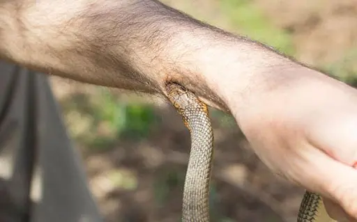 mo-thay-bi-ran-can Điềm báo mơ thấy bị rắn cắn
