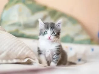 Giải mã giấc mơ thấy mèo