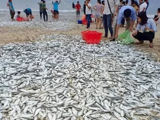 Điềm báo mơ thấy bãi cá