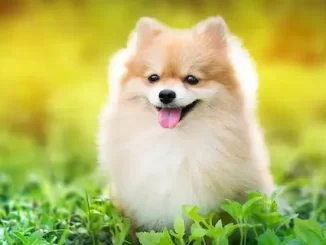 Mơ thấy chó