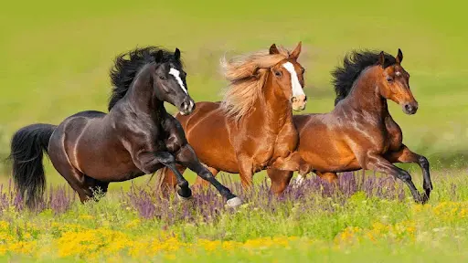 Nằm mơ thấy một đàn ngựa hoang là điềm gì Giải mã giấc mơ thấy đàn ngựa hoang