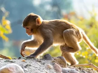 giải mã giấc mơ thấy khỉ
