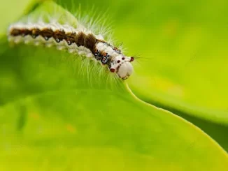 Mơ thấy sâu bọ