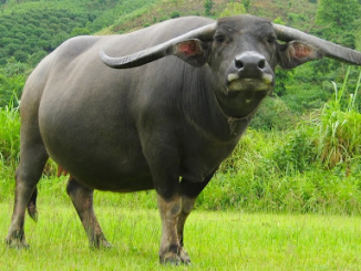 nằm mơ thấy trâu đen đánh số gì